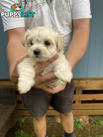 Chihuahua x Maltese/Shih Tzu