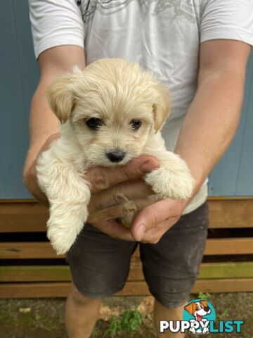 Chihuahua x Maltese/Shih Tzu