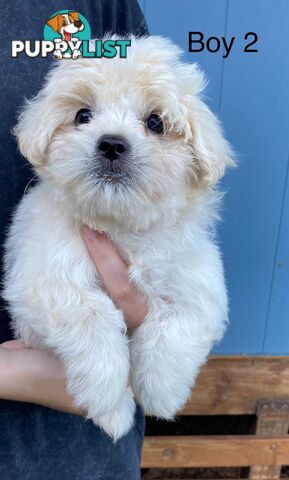 Chihuahua x Maltese/Shih Tzu