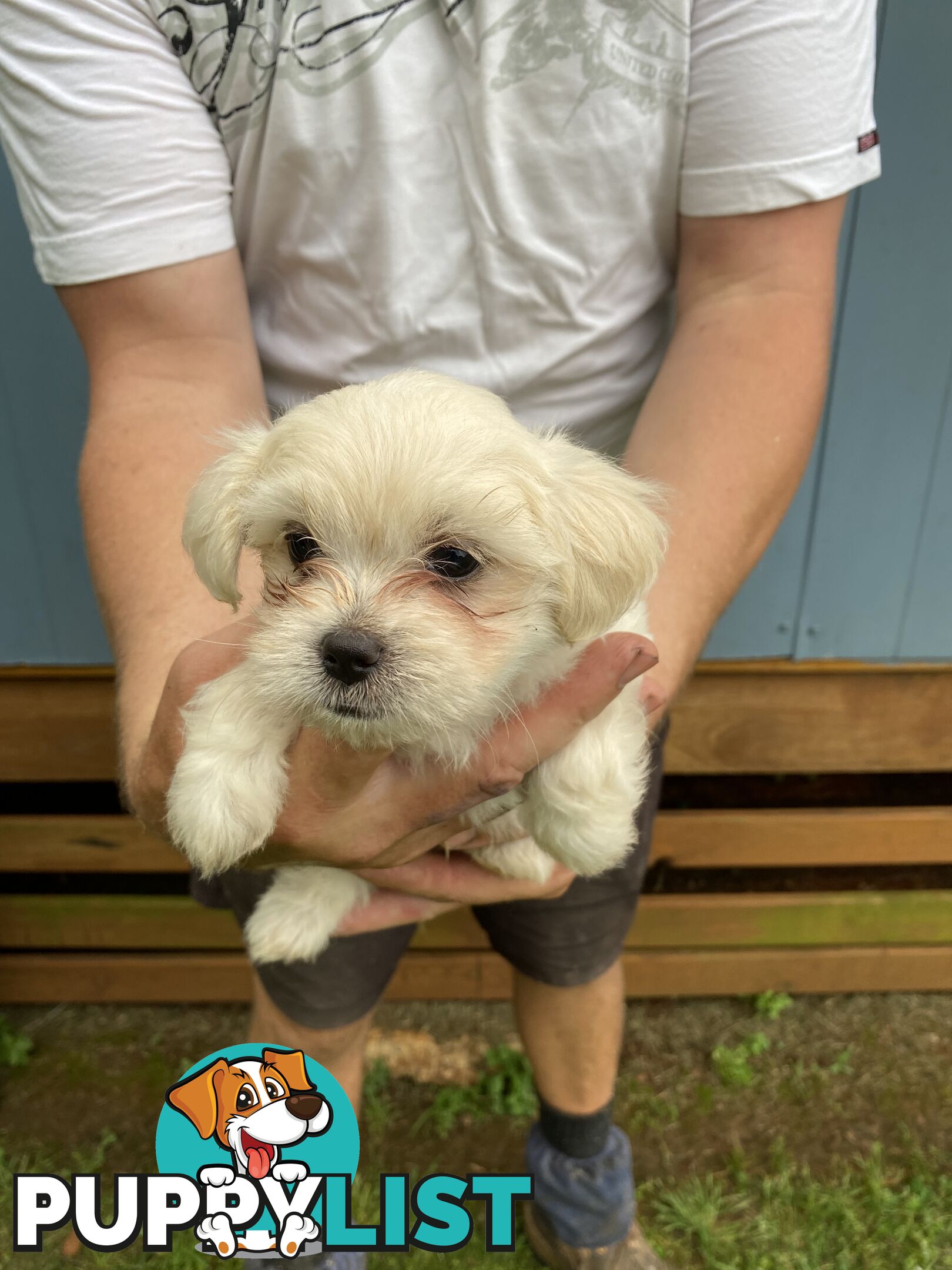 Chihuahua x Maltese/Shih Tzu