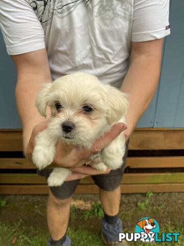 Chihuahua x Maltese/Shih Tzu