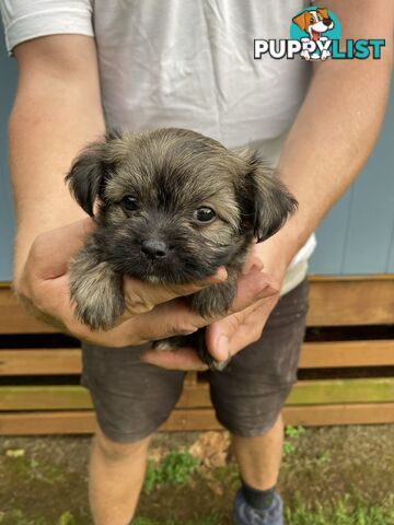 Chihuahua x Maltese/Shih Tzu