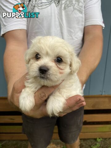 Chihuahua x Maltese/Shih Tzu