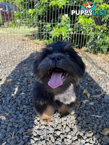 Maltese x Shih Tzu