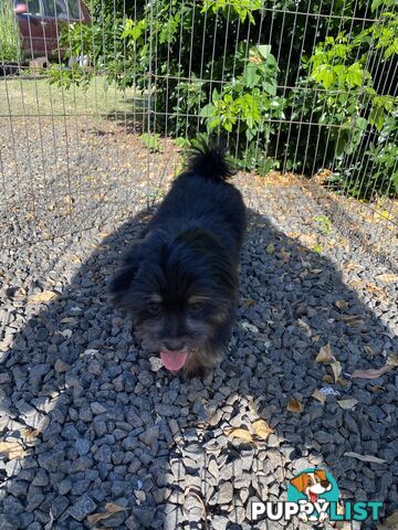 Maltese x Shih Tzu