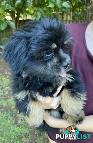 Maltese x Shih Tzu