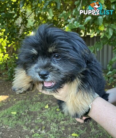 Maltese x Shih Tzu