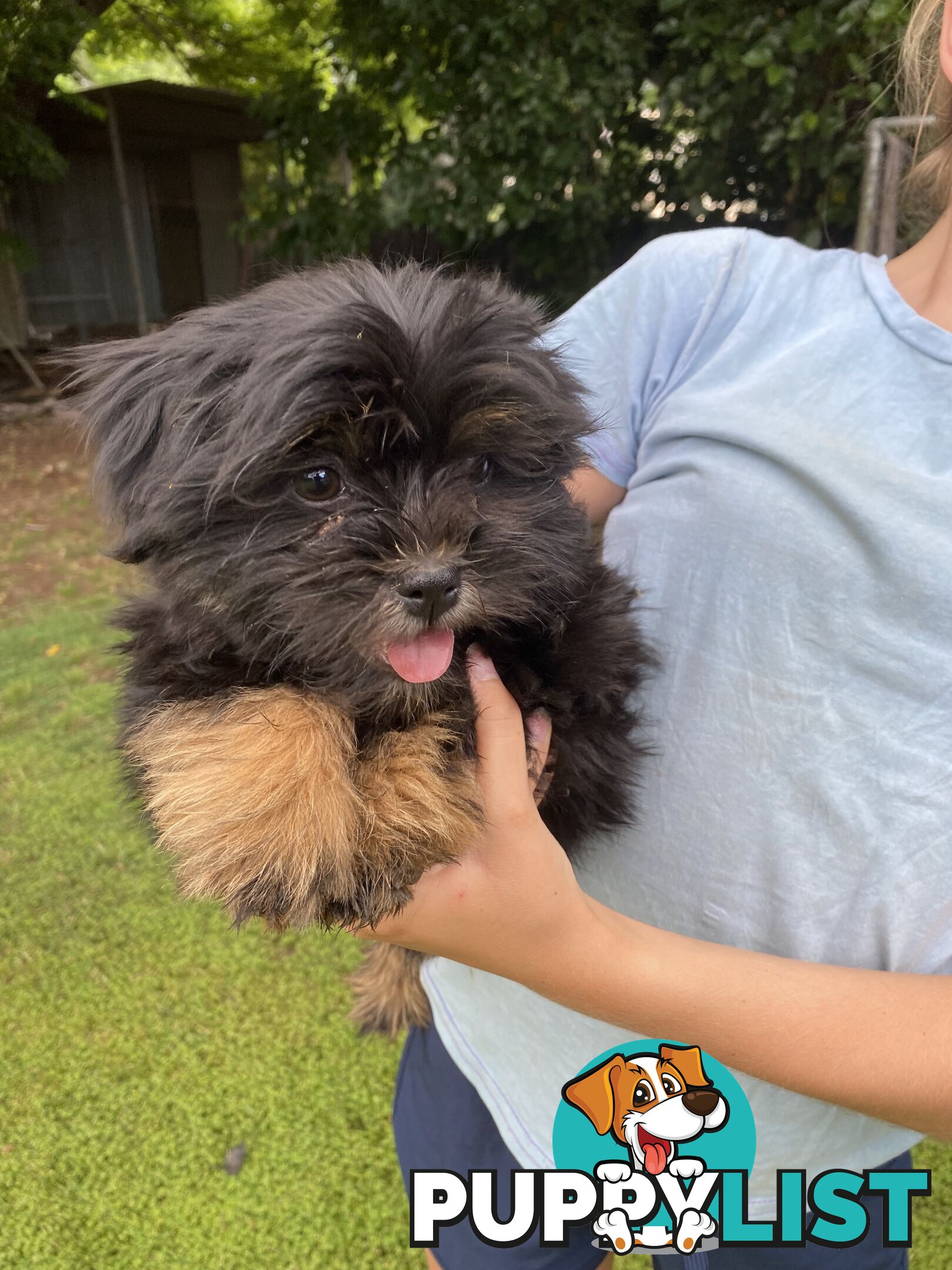 Maltese x Shih Tzu