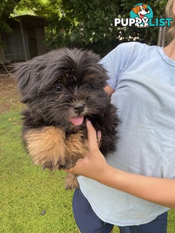 Maltese x Shih Tzu