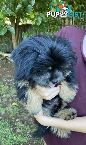 Maltese x Shih Tzu