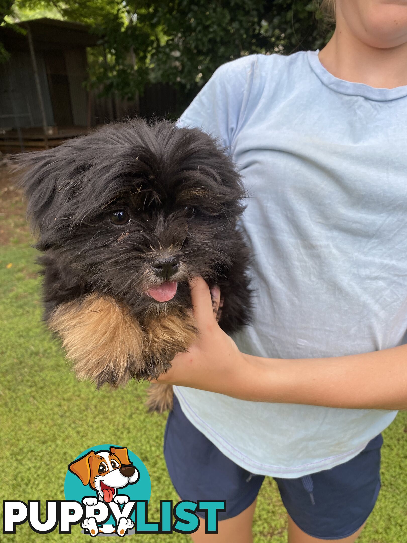 Maltese x Shih Tzu