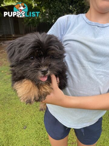 Maltese x Shih Tzu