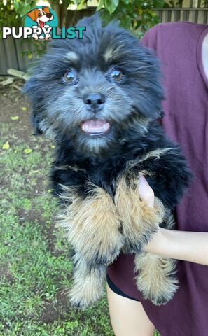 Maltese x Shih Tzu