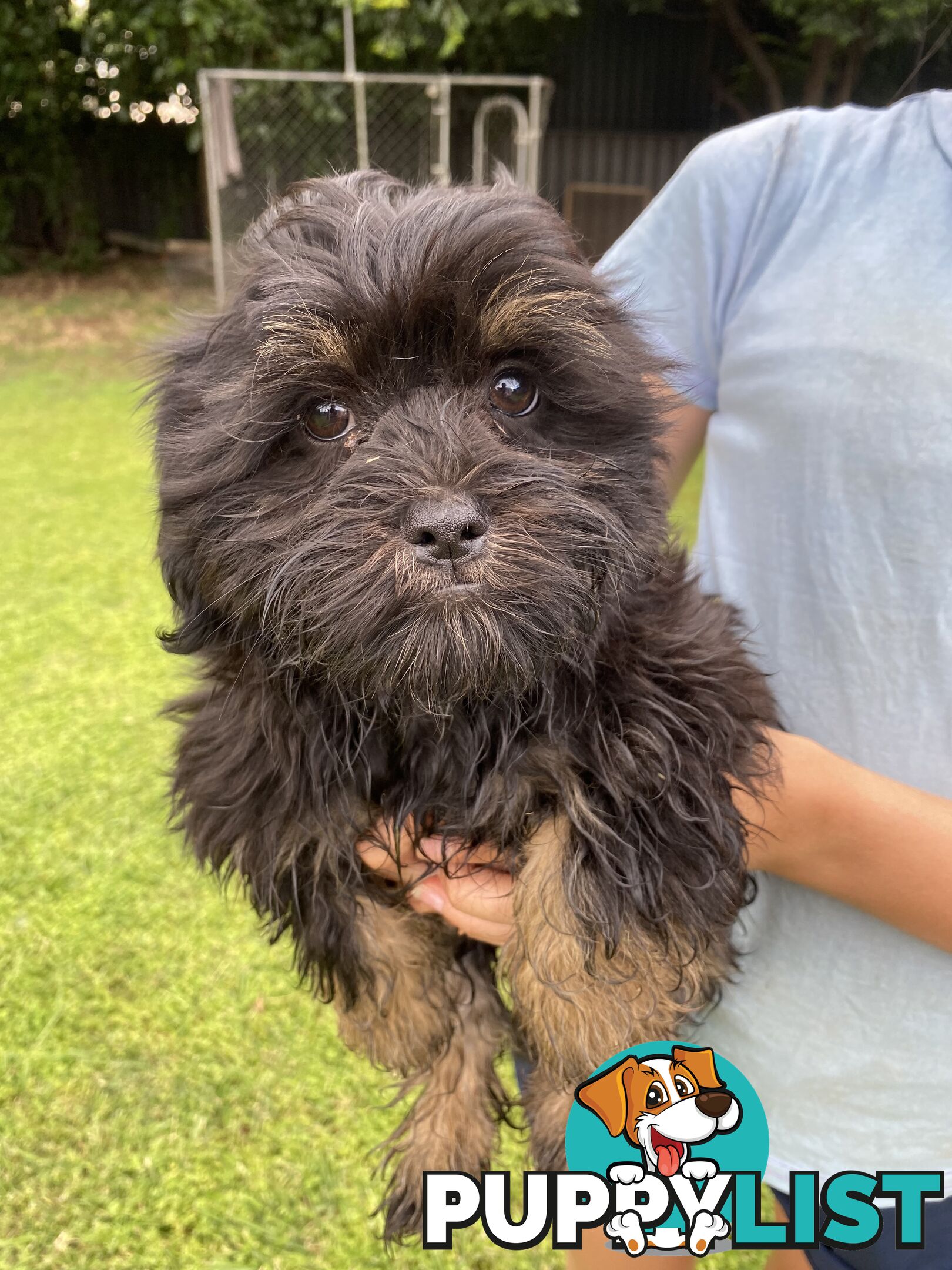 Maltese x Shih Tzu