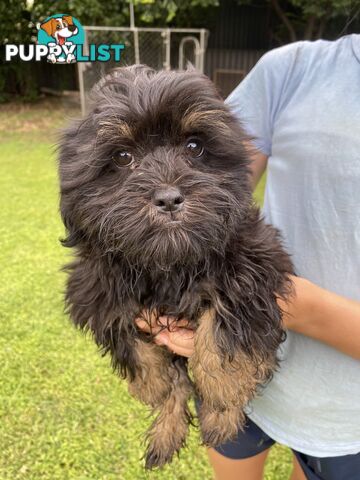 Maltese x Shih Tzu