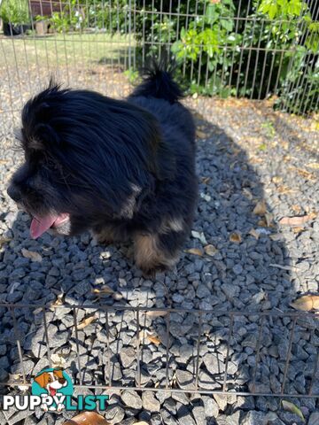 Maltese x Shih Tzu