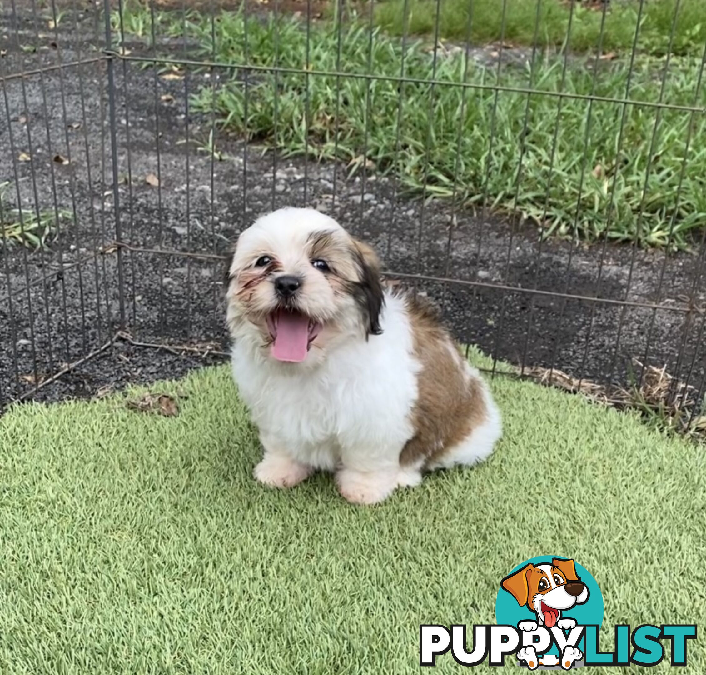 Maltese x Shih Tzu