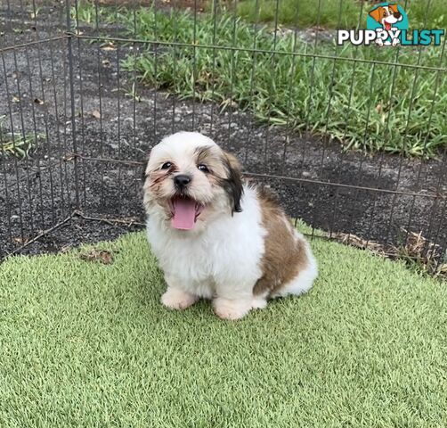 Maltese x Shih Tzu