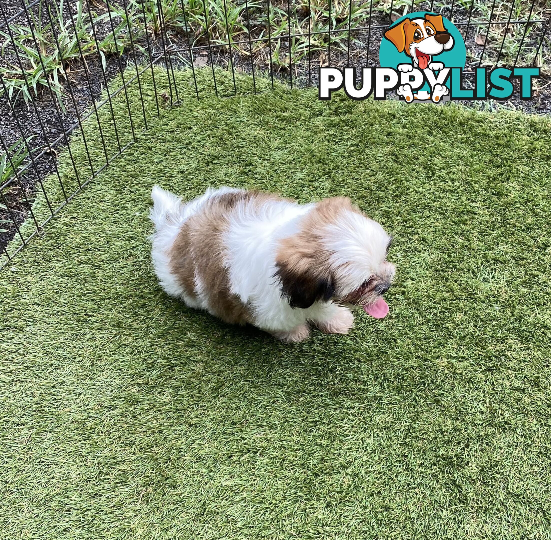 Maltese x Shih Tzu