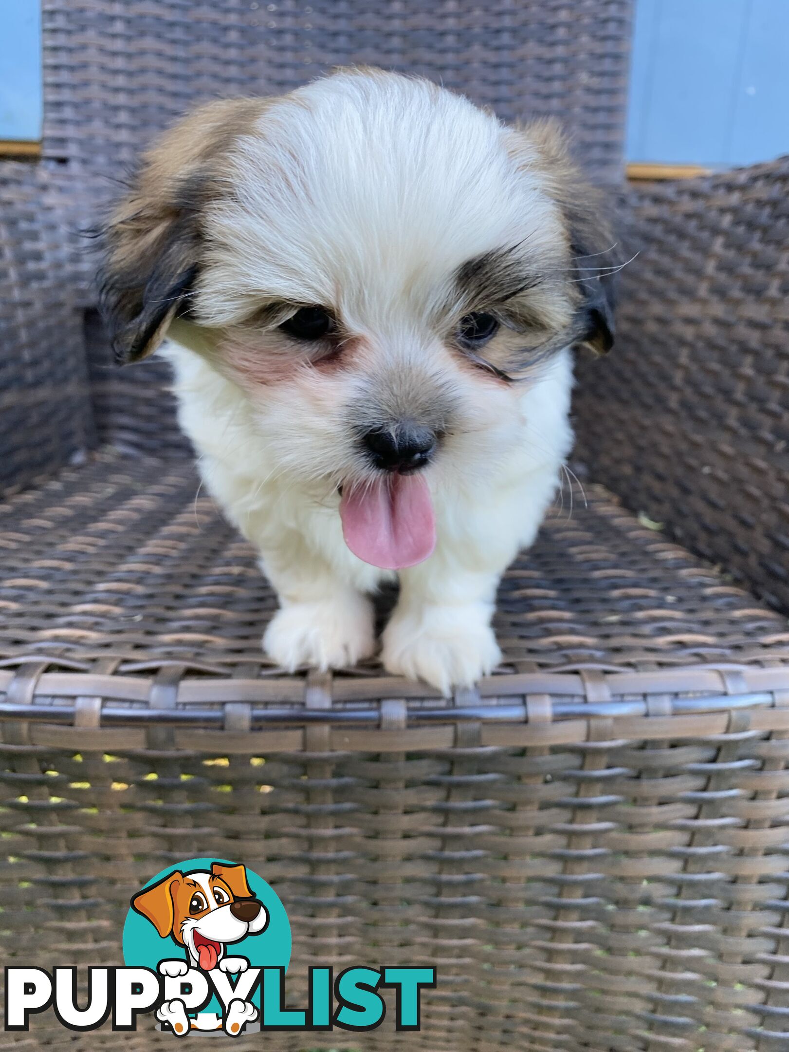 Maltese x Shih Tzu