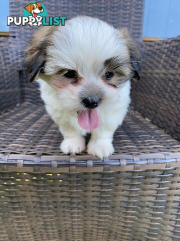 Maltese x Shih Tzu