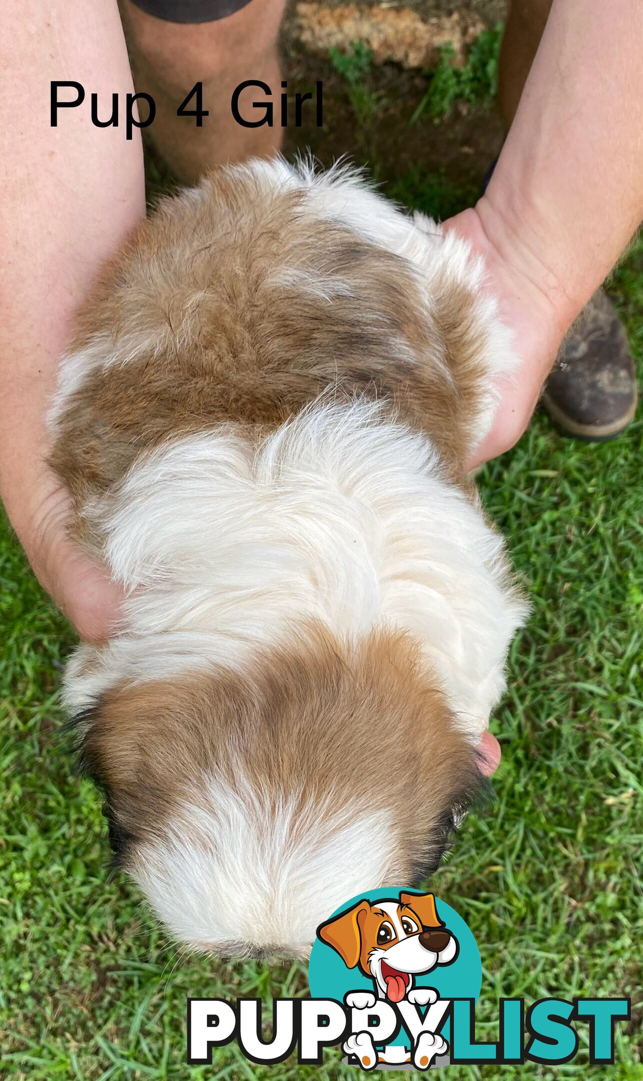 Maltese x Shih Tzu