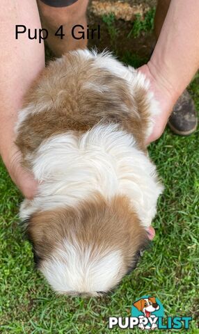 Maltese x Shih Tzu