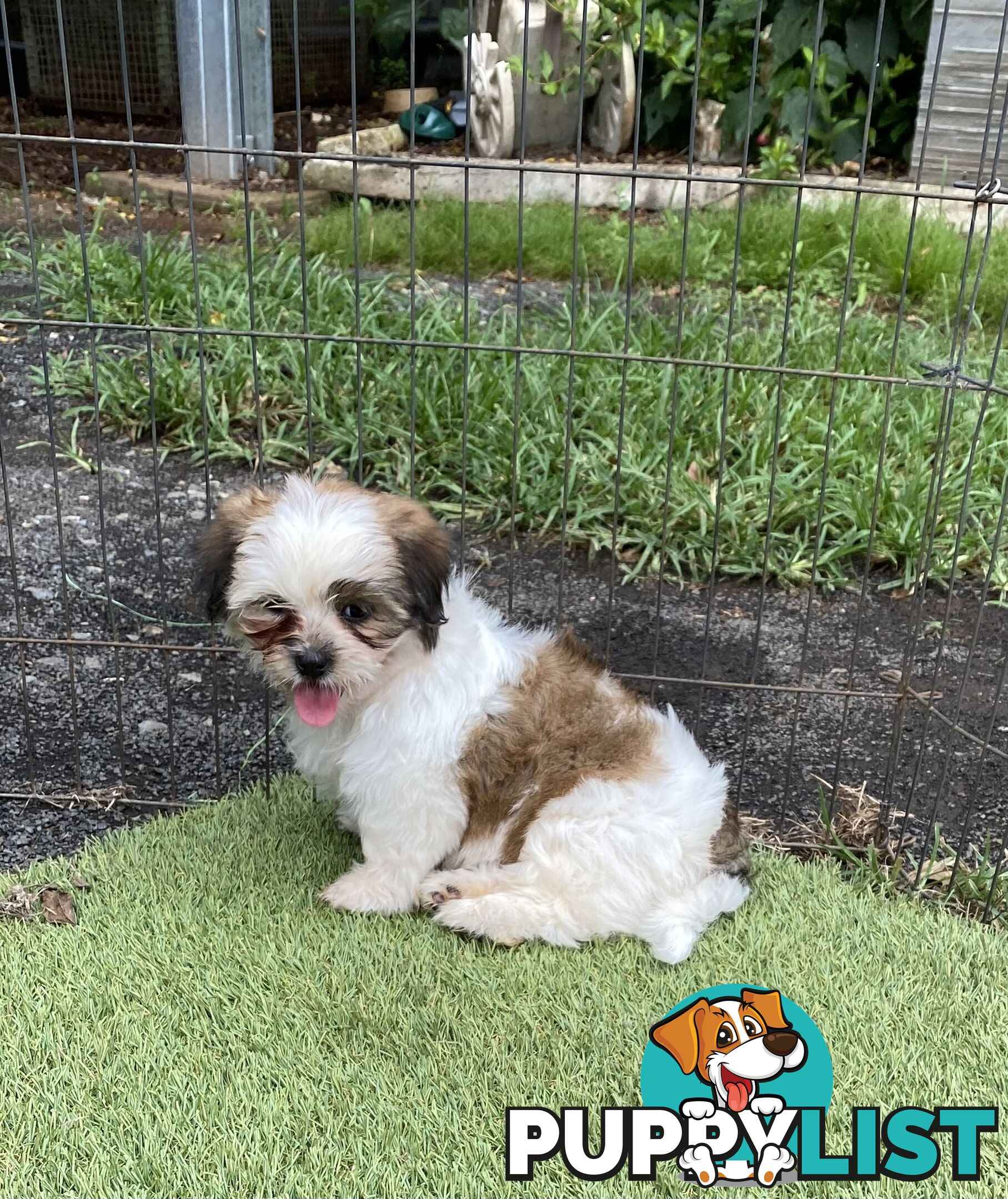 Maltese x Shih Tzu