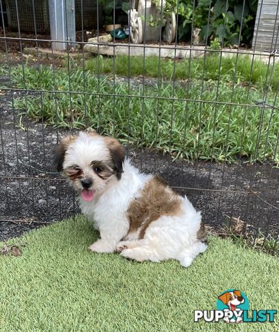 Maltese x Shih Tzu