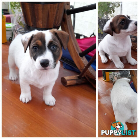 Fox terrier / Jack Russell