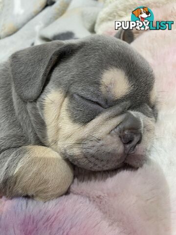 French bulldog puppies