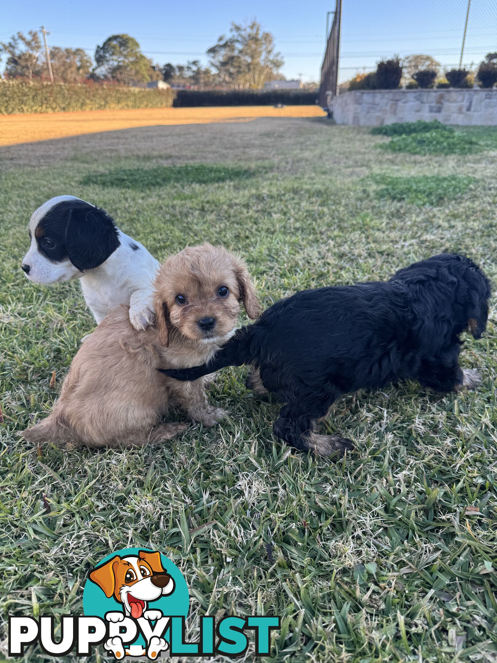 Cavalier king charles