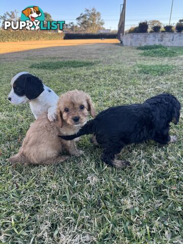 Cavalier king charles