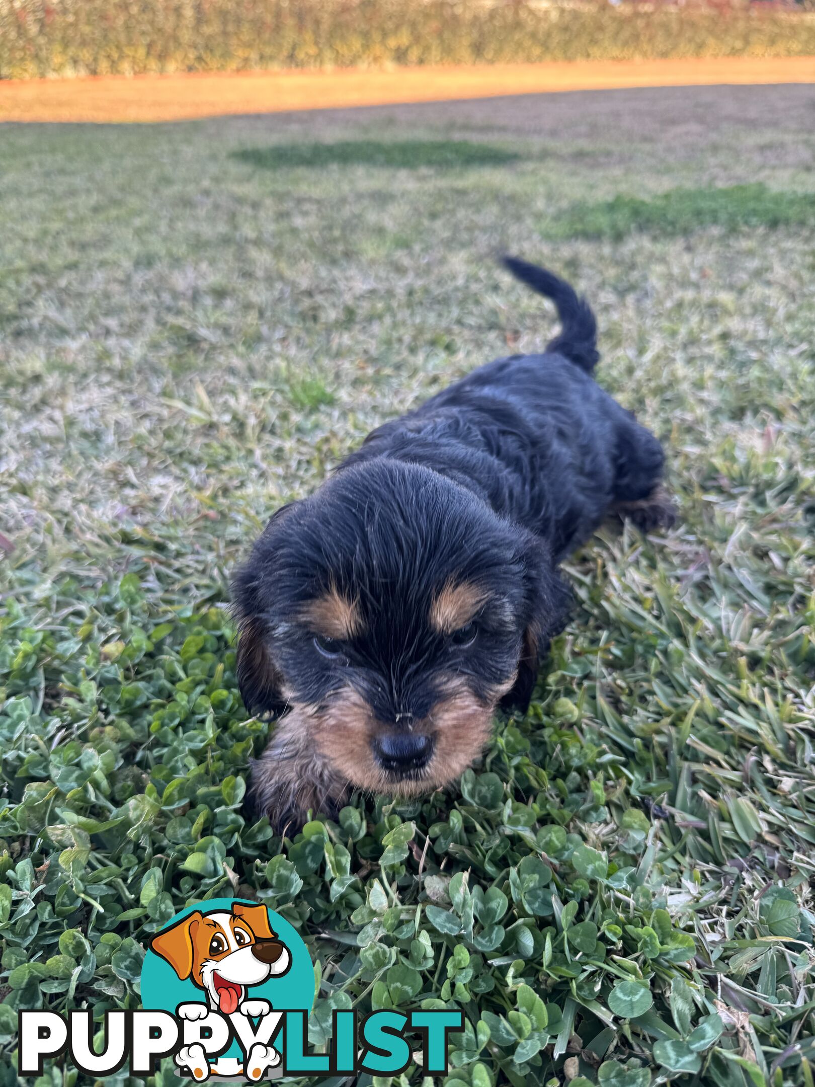Cavalier king charles