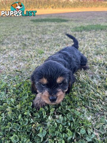 Cavalier king charles