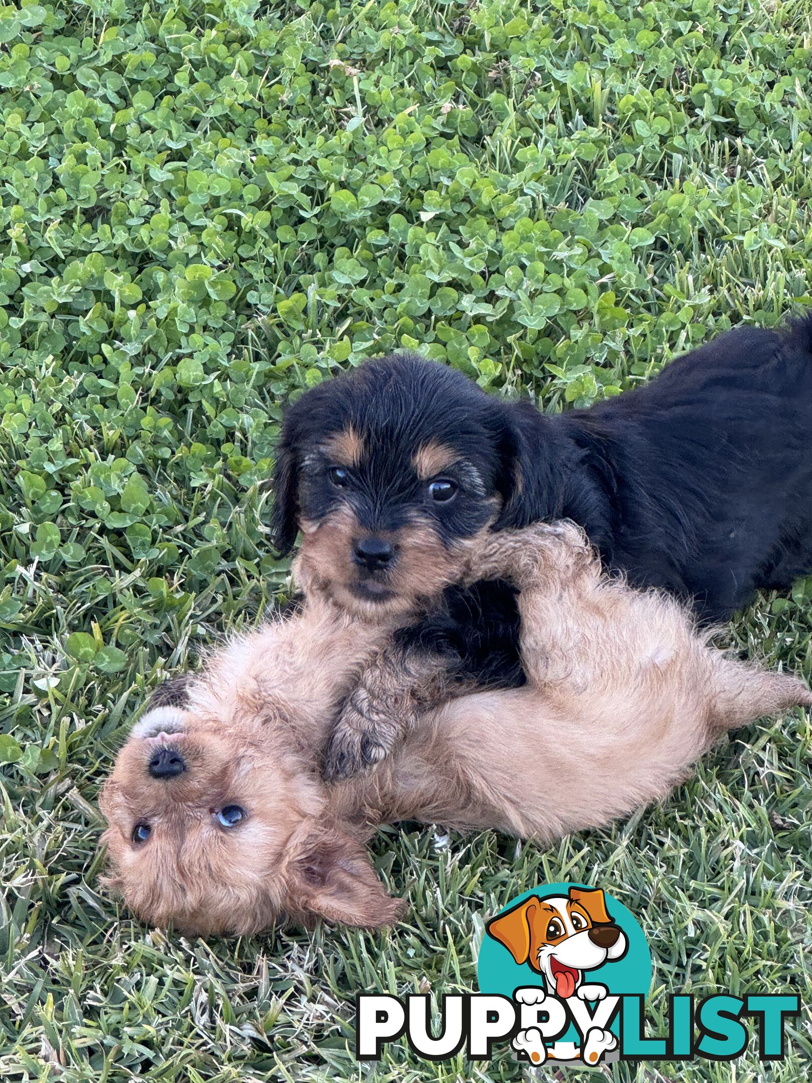 Cavalier king charles
