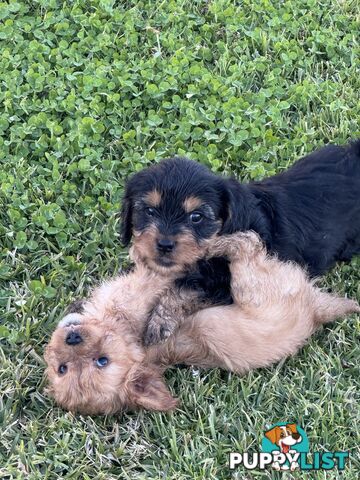 Cavalier king charles