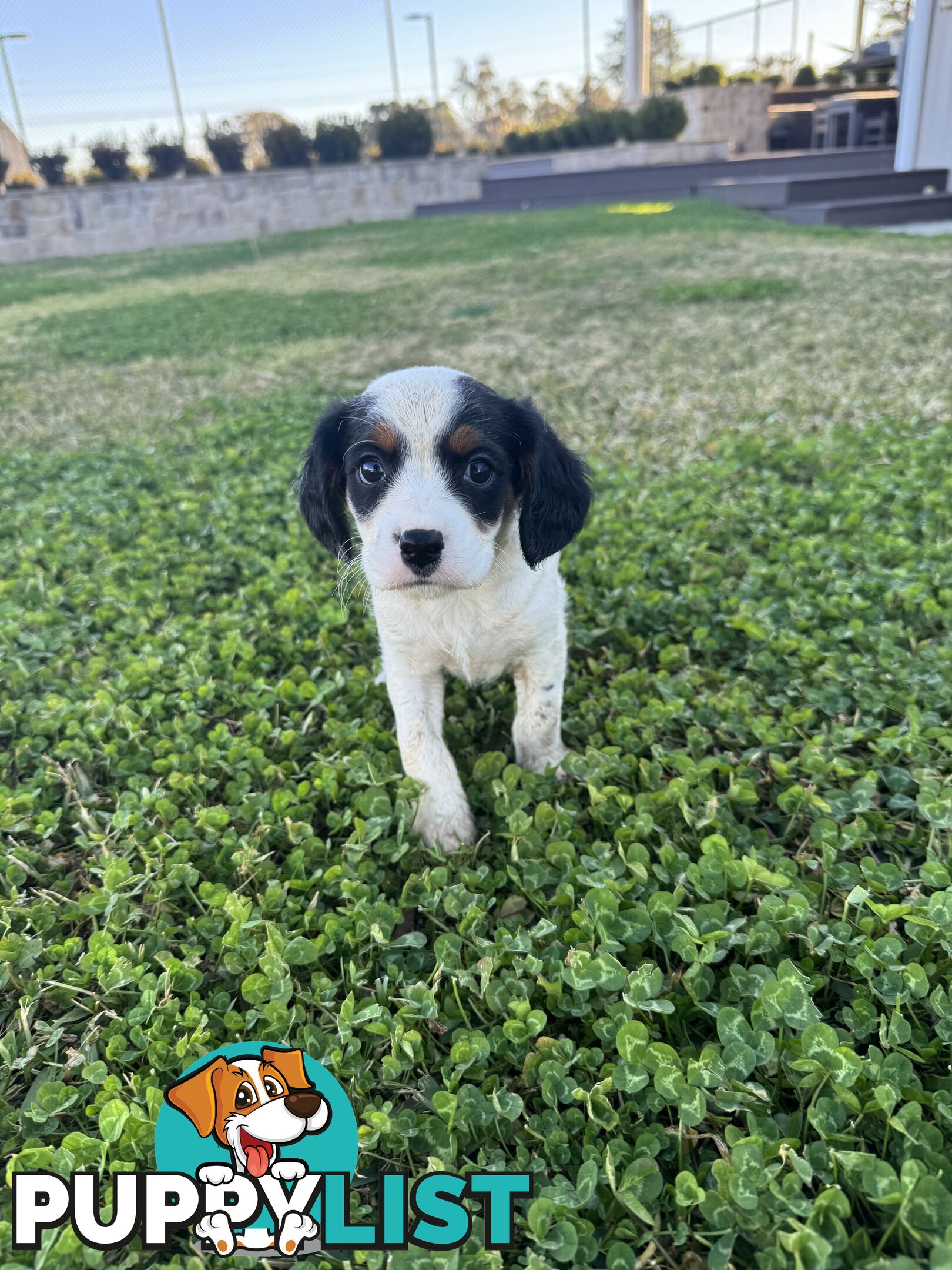 Cavalier king charles