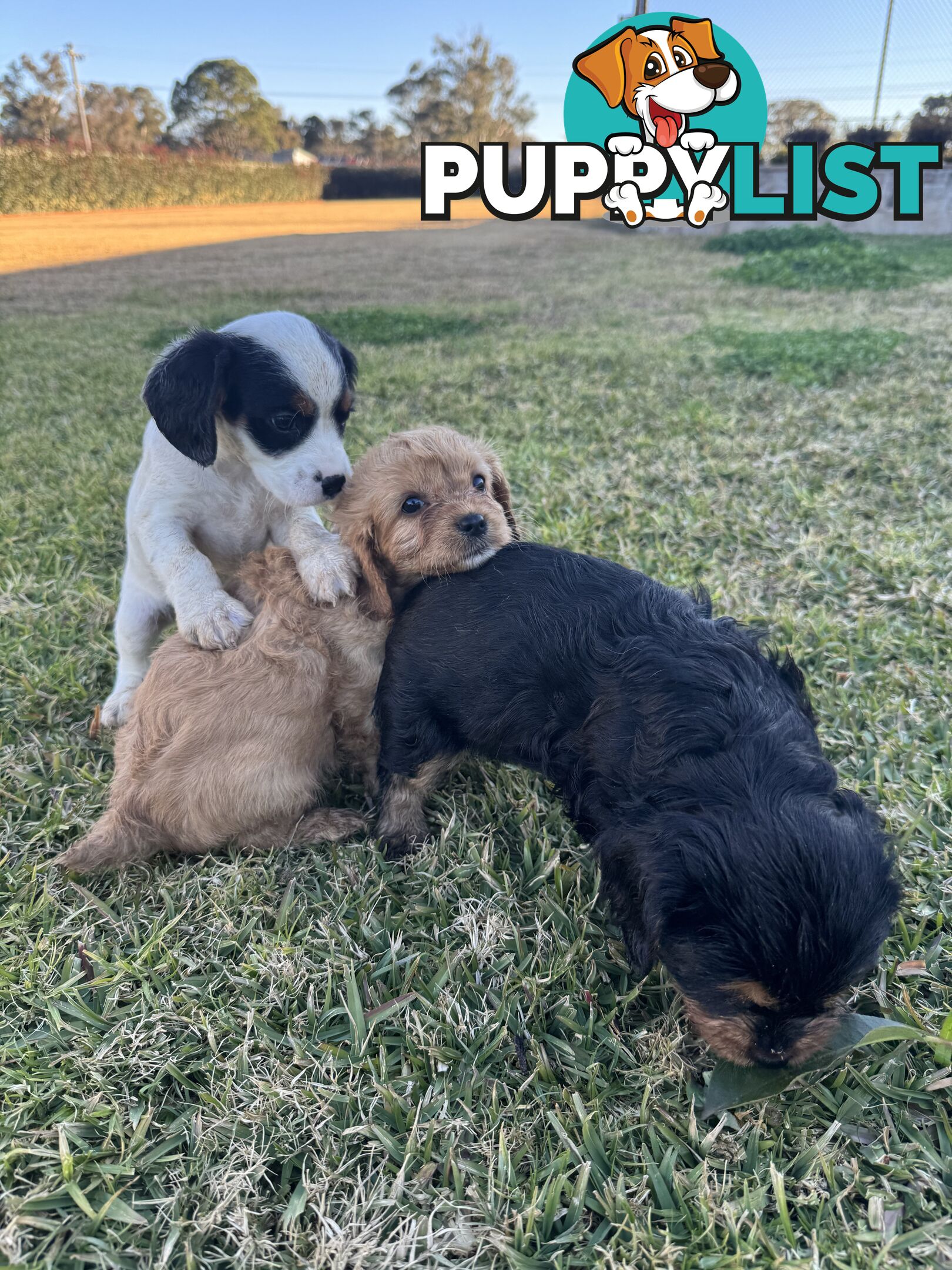 Cavalier king charles