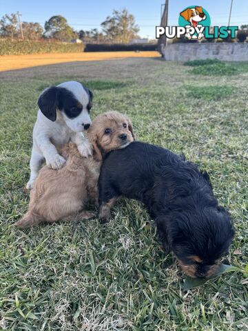 Cavalier king charles