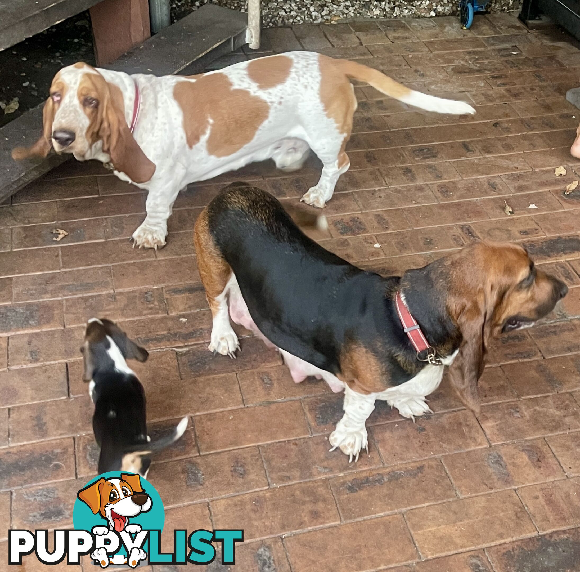 Purebred basset hound pups