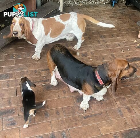 Purebred basset hound pups