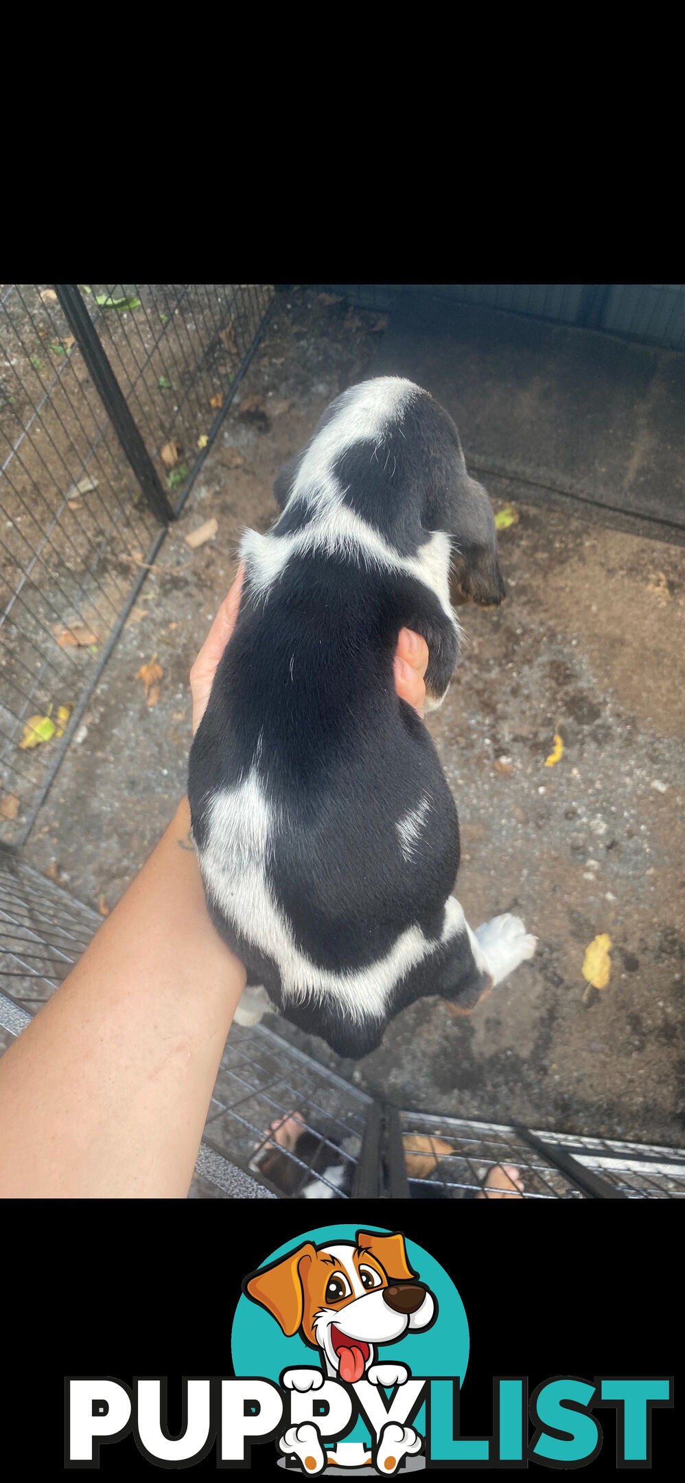 Purebred basset hound pups