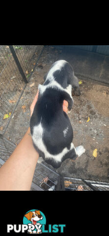 Purebred basset hound pups