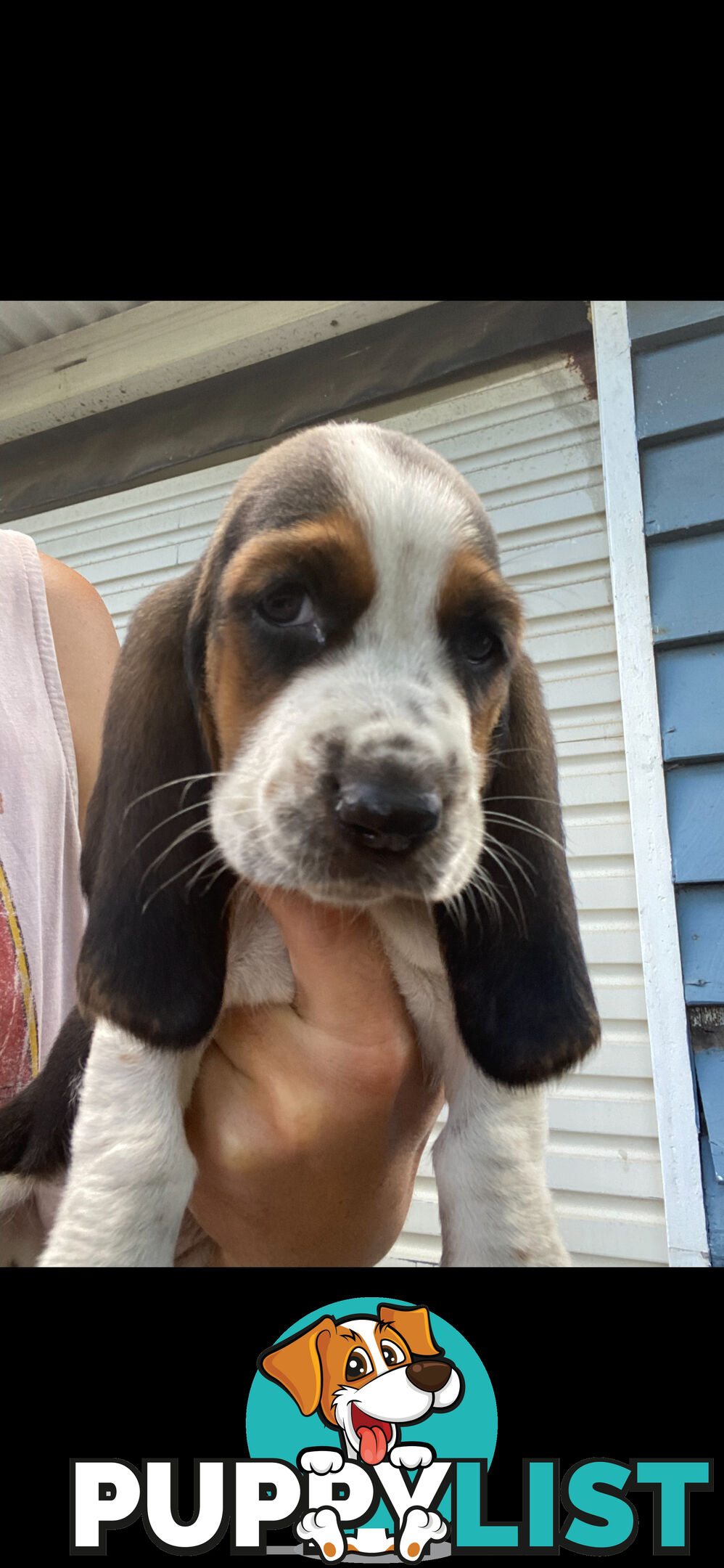 Purebred basset hound pups