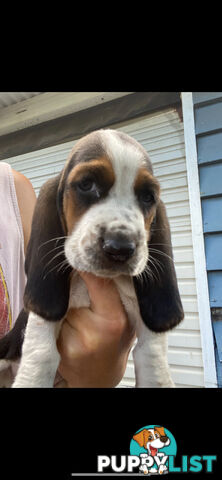 Purebred basset hound pups