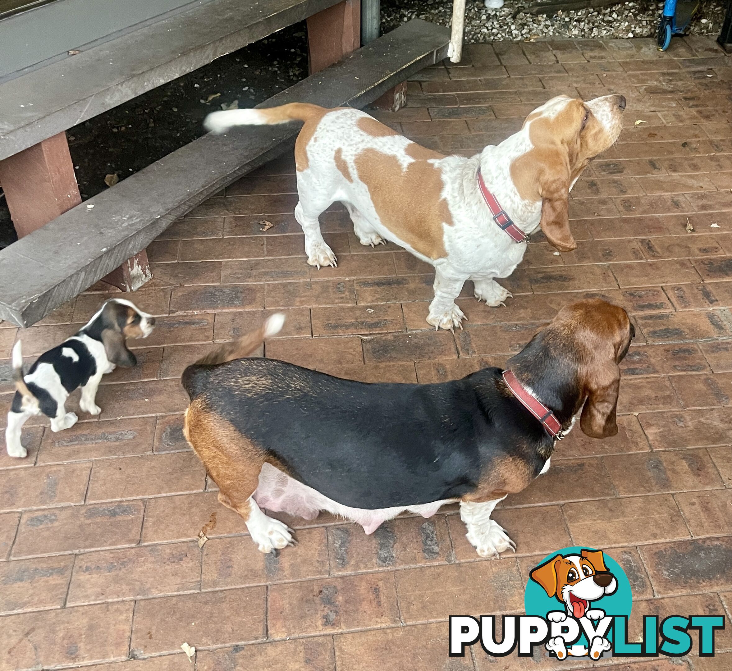 Purebred basset hound pups