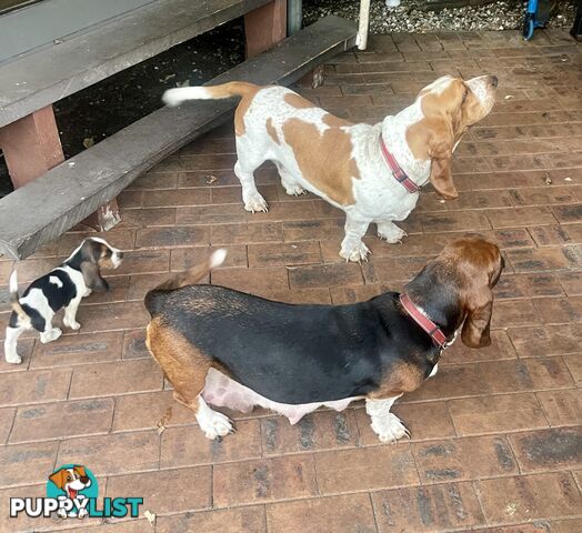 Purebred basset hound pups