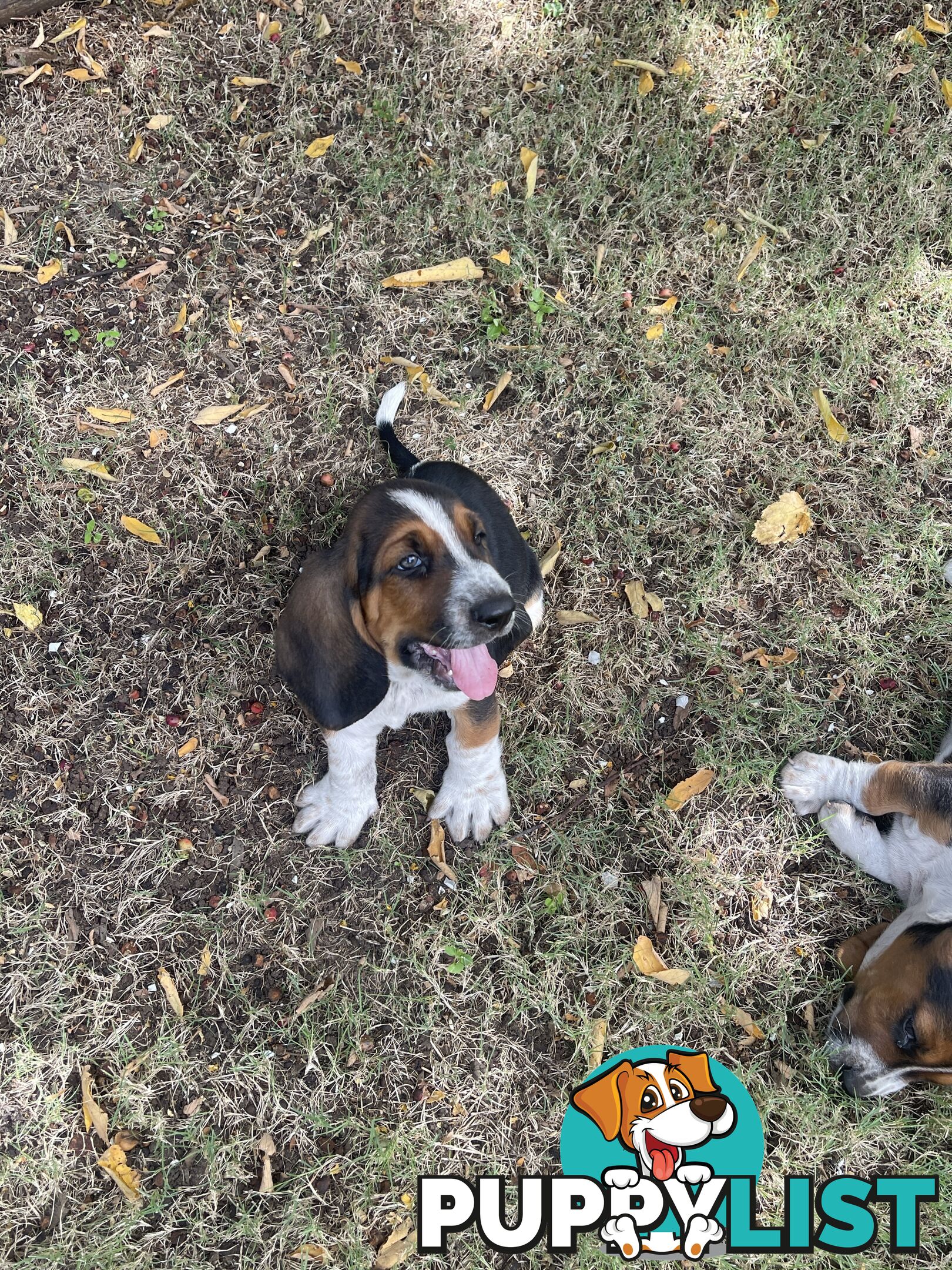 Purebred basset hound pups