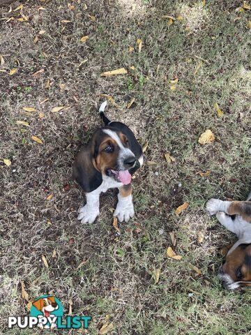 Purebred basset hound pups